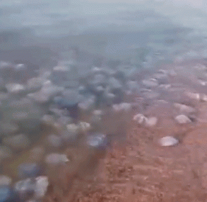 杠杆配资公司网站 俄罗斯一海滩出现大规模水母聚集, 引发游客居民恐慌
