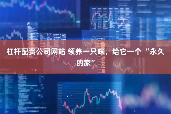 杠杆配资公司网站 领养一只咪,给它一个 “永久的家”